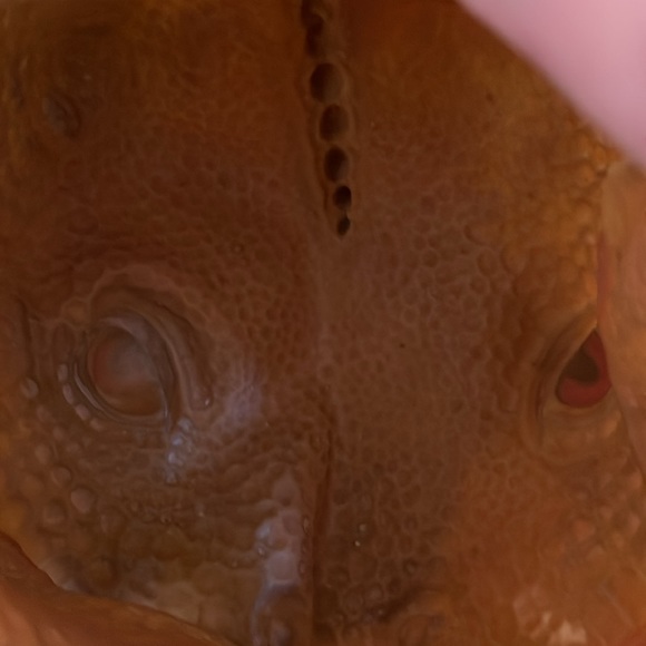 Lizard Mask - Picture 4 of 4